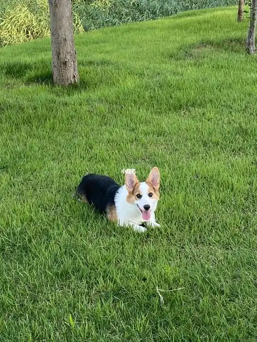 我去草坪拍照片咯05