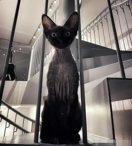 华晨宇的perper是什么品种的猫德文卷毛猫多少钱一只