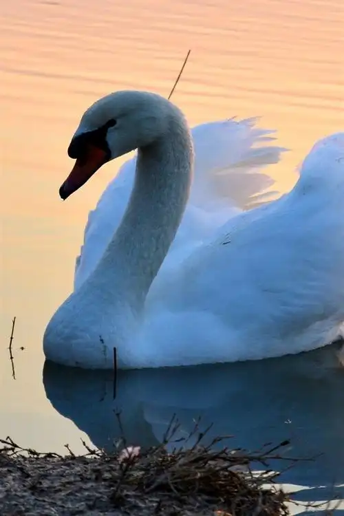 白天鹅,池塘,早上 iphone 壁纸