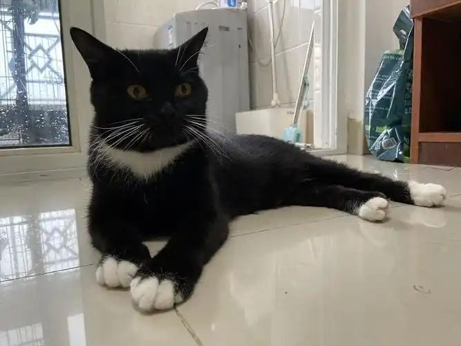 黑白英短免费领养