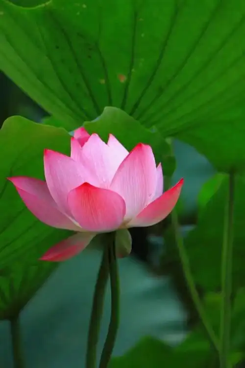 最美荷花图片大全高清(荷花大全)