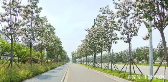 楸树,行道树之王