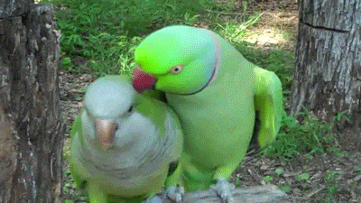 鹦鹉gif搞笑gif可爱gif树木gif