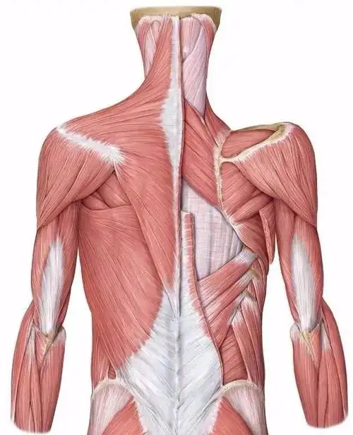 解剖基础 |菱形肌