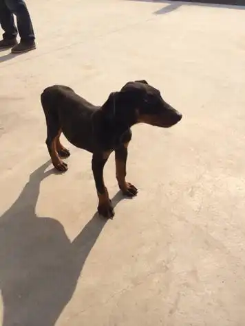 想问一下这是什么狗,没有尾巴的.