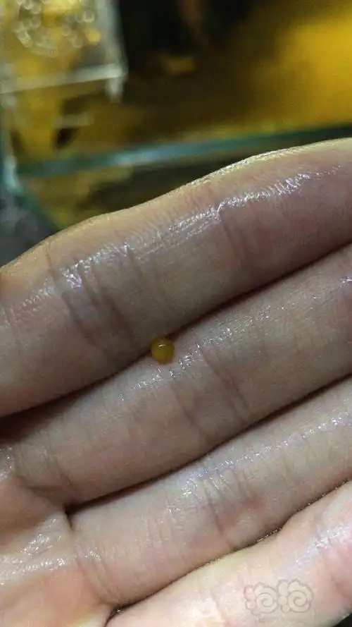 异型这是黄马卵吗