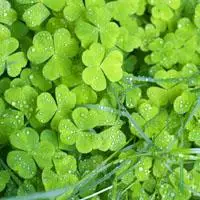 好看的充满生机的qq唯美意境景物头像,自然景物头像绿色的