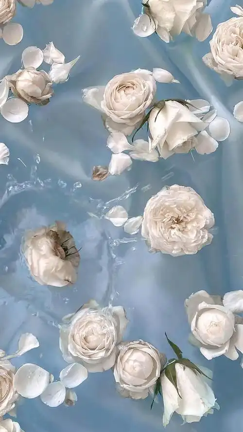 白玫瑰水中清新摄影,高清图片,手机壁纸