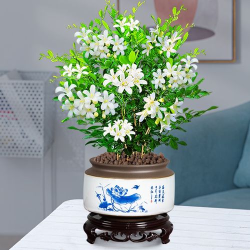 树苗室内好养花卉驱蚊绿植 【当年开花】七里香 青花484 pvc接水底座