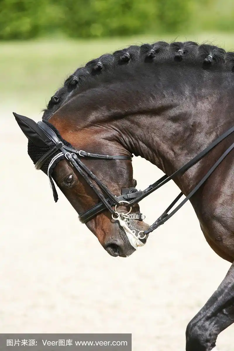 在训练期间海湾盛装舞步马的侧视图肖像