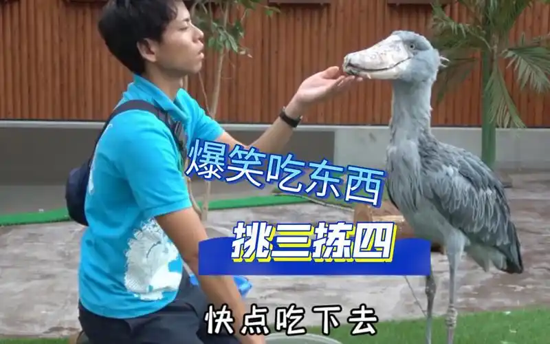 动物视频#搞笑动物配音#搞笑动物#爆笑动物的迷惑行为#看一遍笑一遍