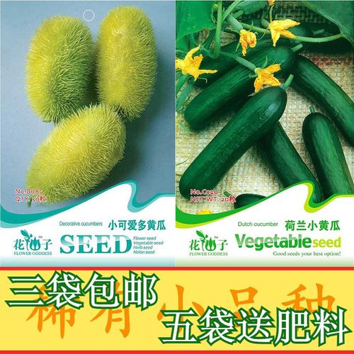 荷兰小黄瓜小可爱多黄瓜稀有小品种家庭种植蔬菜