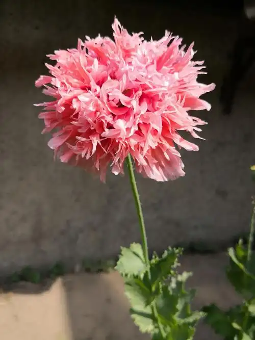 美丽妖艳本无罪,罂粟花开正当时