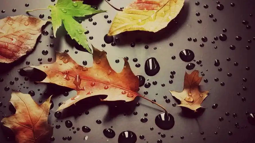 黄色,红色,绿色,枫树的叶子,水滴 iphone 壁纸