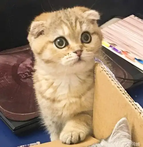 cfa绿纸苏格兰折耳云系金渐层弟弟