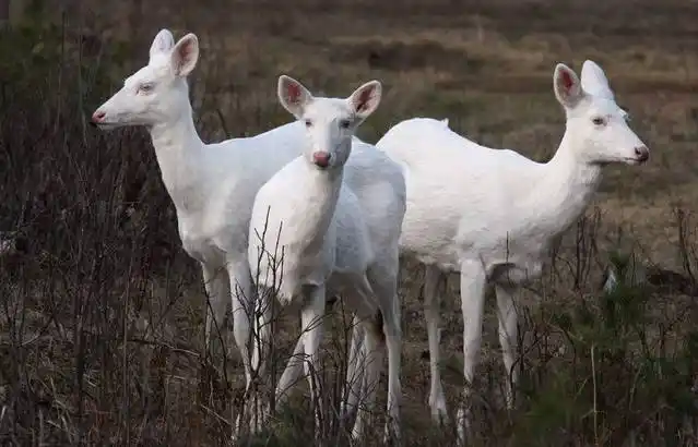 白化动物一定漂亮么?熊猫七仔哭了