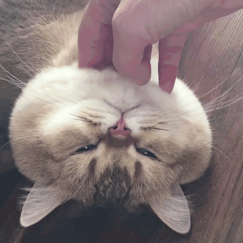 堆糖,美图壁纸兴趣社区