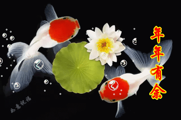 送金鱼了,祝金鱼满堂,年年有鱼!|老小孩讲述