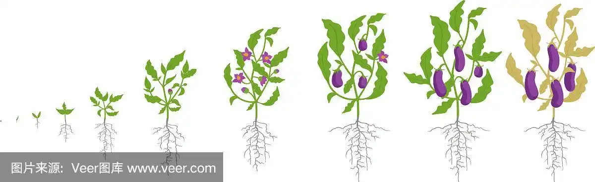 茄子植株的生长阶段