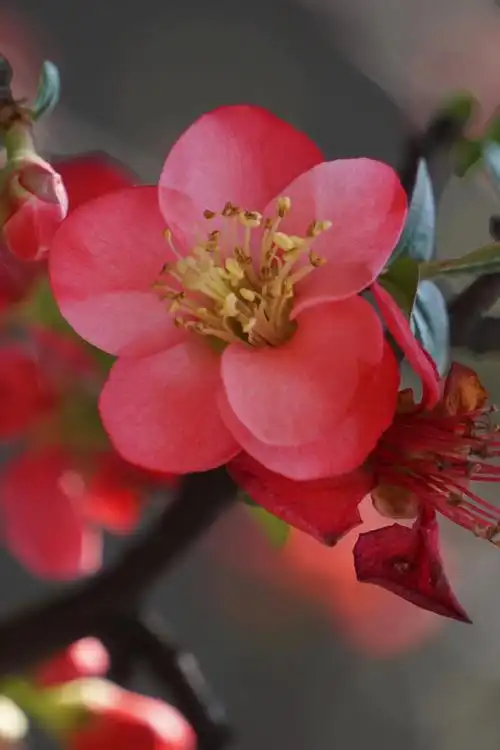 久违的太阳昨日再拍海棠花花开富贵