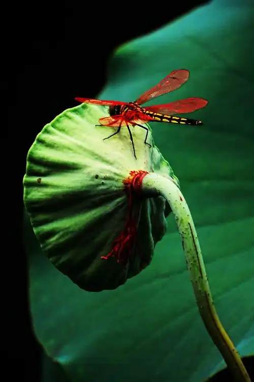 莲蓬上的红蜻蜓