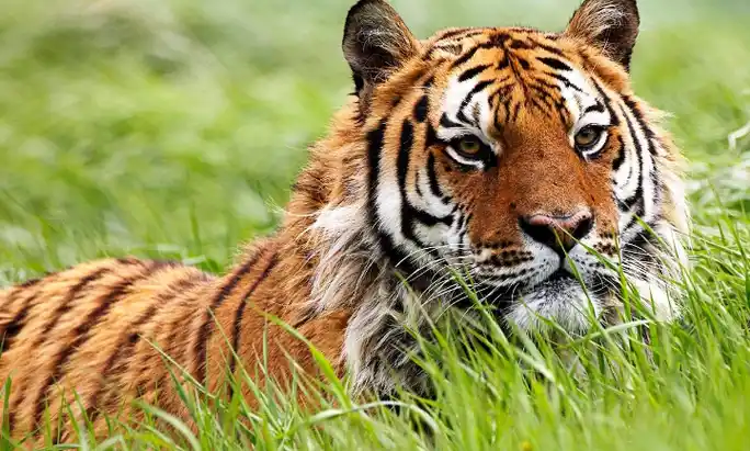 面试官:被10公尺绳子栓住的老虎,要如何吃到20公尺外?