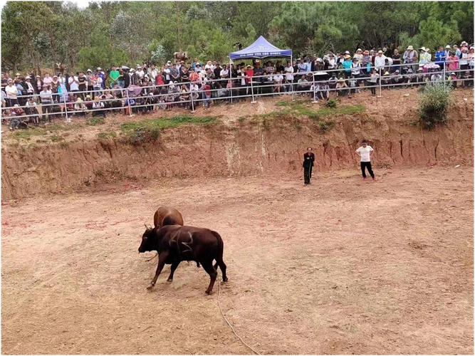 元谋县羊街镇:火把节"斗牛狂欢节"上演"牛王"争霸赛