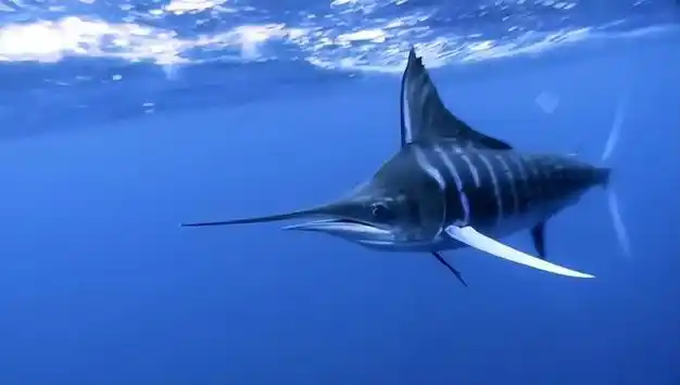 1年能长90厘米,海洋中最猛的3种鱼|剑鱼|深海|旗鱼|鲨鱼|枪鱼_网易