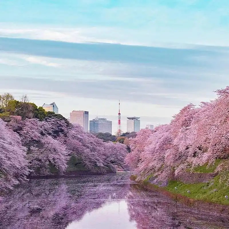 【日本樱花季】东京12个热门赏樱好去处上野/目黑/新宿等地都有