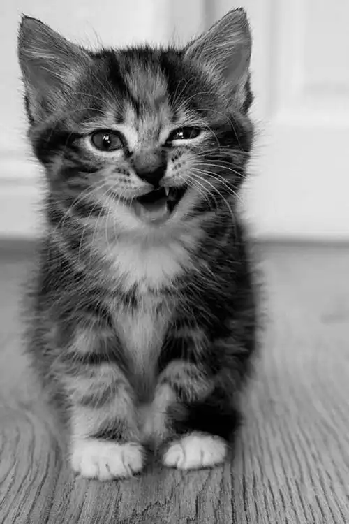 1200_1800竖版 竖屏