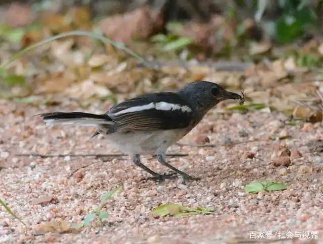 海口城区常见的林鸟有十几种,我们来看一下哪几种小鸟最"胆小"