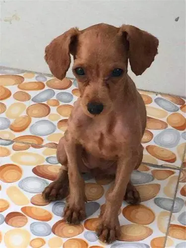 萌萌哒的泰迪被剃毛后,主人:丑的可以,连品种都变了!