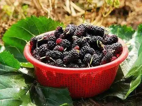 一颗桑葚七味药,好吃又便宜_功效_时候_补益