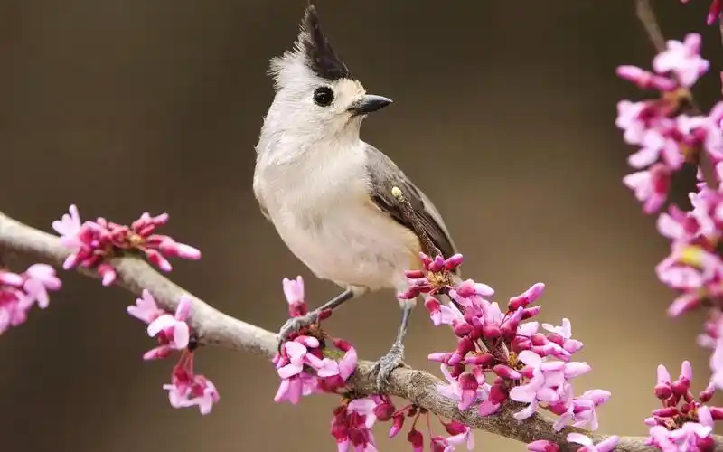 动物,鸟类,动物,花枝,电脑壁纸,壁纸花枝上的小鸟