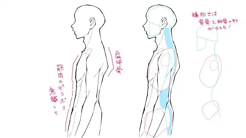 从侧面看身体感觉很难画,失败的原因大多是脊椎的s字没有画好,肩膀的