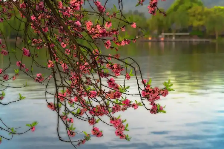 湖边桃红春天的西湖边处处桃花盛开