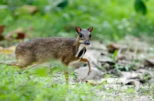 mouse deer 2 unusual cute animal