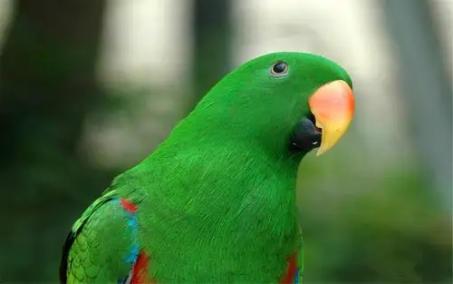 可爱动物鹦鹉高清摄影电脑桌面壁纸图片大全下载