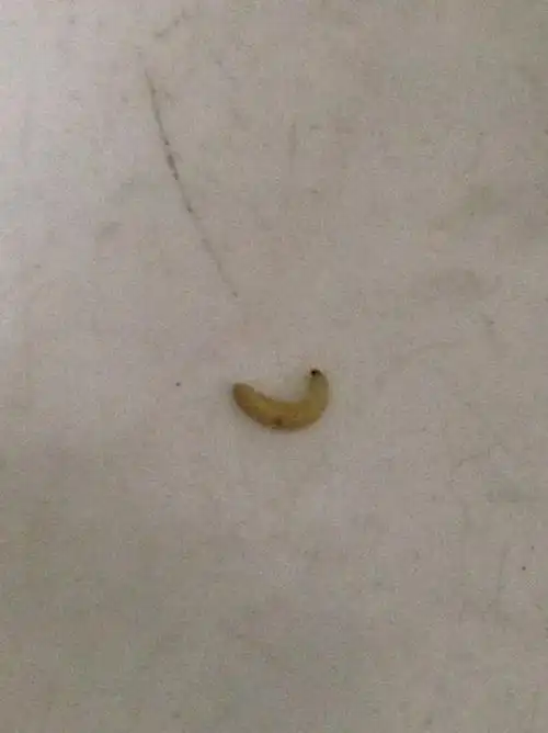 家里卧室墙上出现这种白色会蠕动的虫子,不知道从哪冒出来,附图,求解