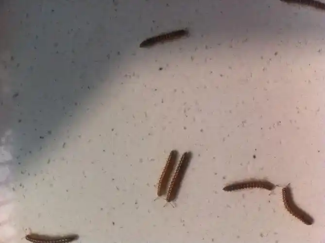 我家突然出现了许多这种虫子,求问这是什么虫子啊!