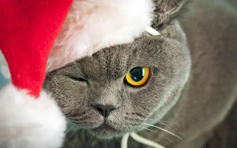 可爱萌宠小猫2014圣诞节图片桌面壁纸高清下载(1)