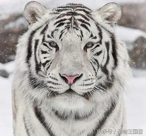 求白fufu的老虎头像高清