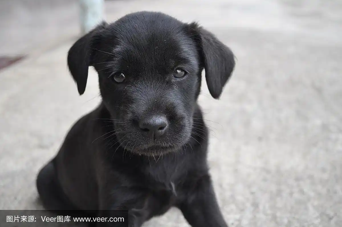 黑色小狗特写