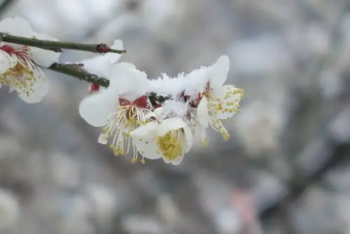 雪中梅花 ---- 昨日春情灿,凌空白絮缭.梅花独雪傲,暗自韵香飘.