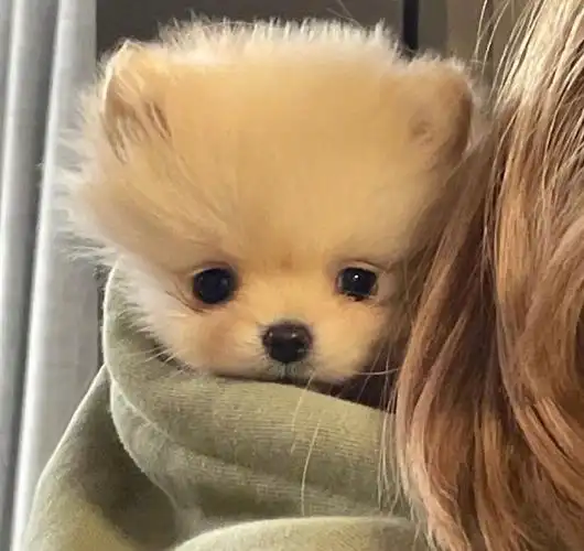 有没有类似这种的动物又沙雕又可爱的头像? - 知乎