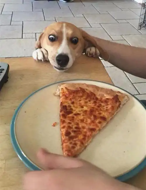 吃货狗狗日常的搞笑瞬间妈妈我真的没有偷吃东西超可爱