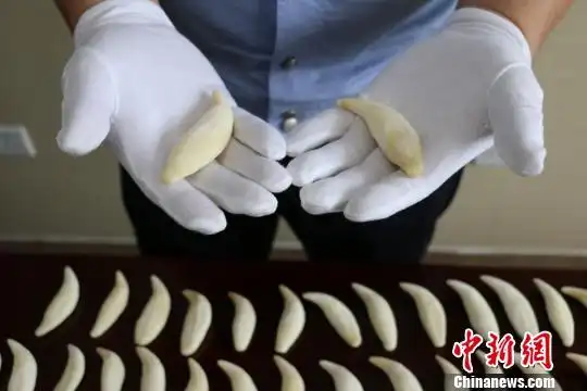 呼和浩特海关查获走私熊牙149颗