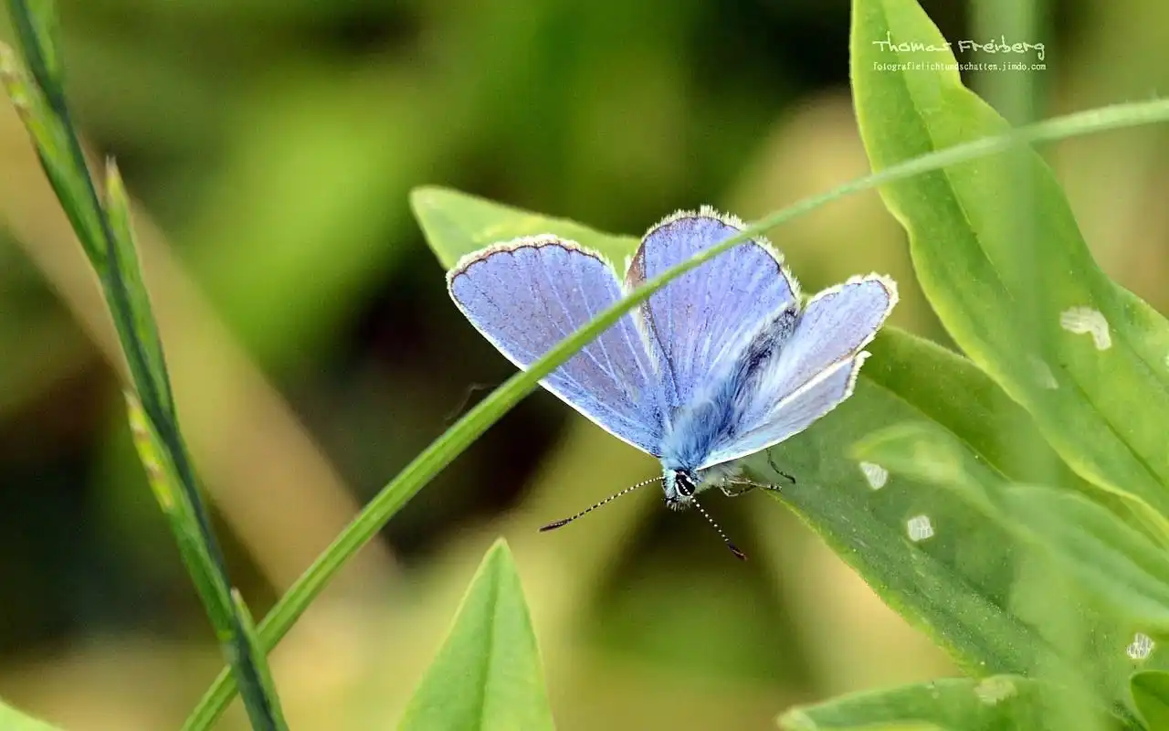 小清新植物护眼高清桌面壁纸