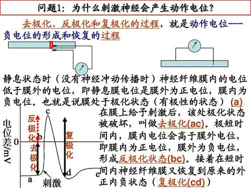 神经系统的结构与功能(一轮复习)第一课时2014-2-21emma答案ppt