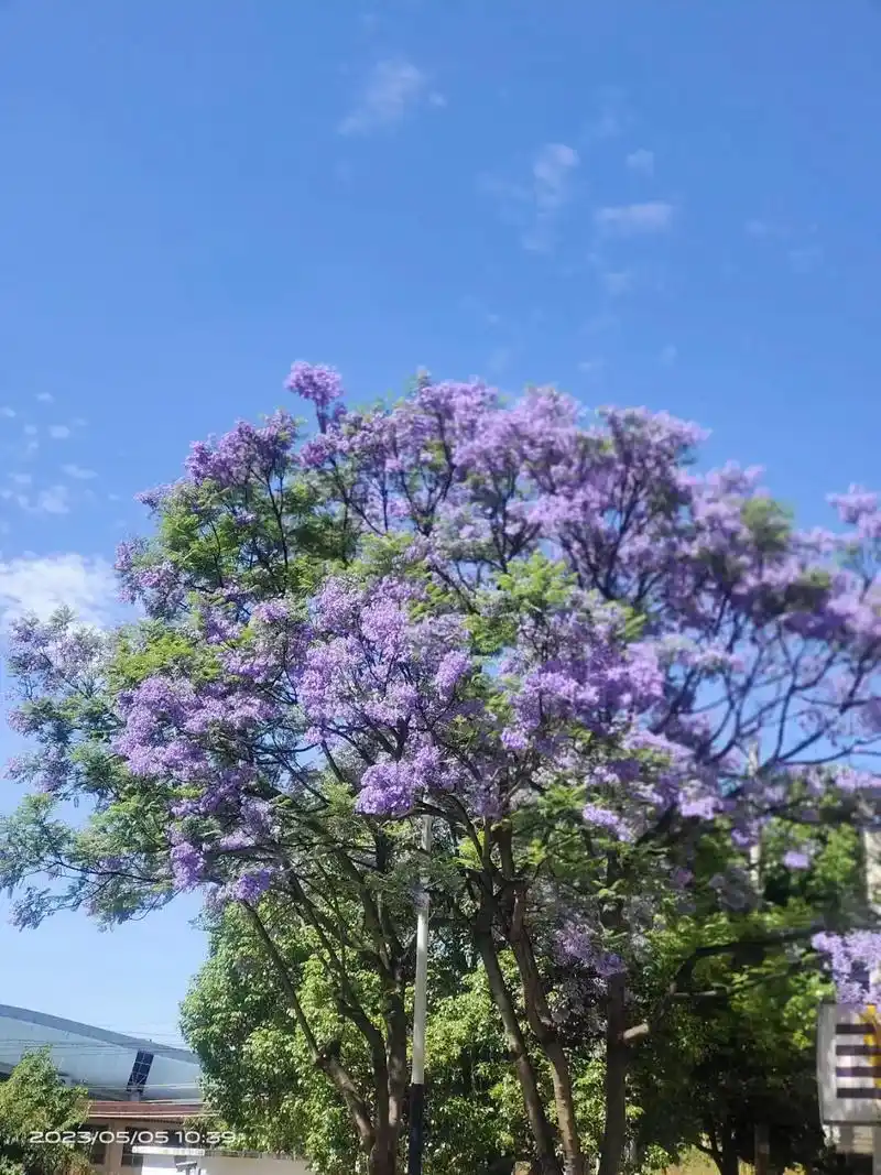 蓝花楹花语:"在绝望中等待爱情,虽败犹荣!"因为蓝花楹会在冬 - 抖音